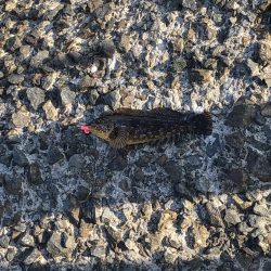 穴釣りとエギング