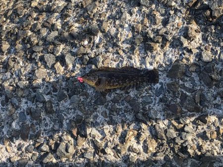 穴釣りとエギング