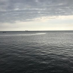 初の三重でアジ、サバ