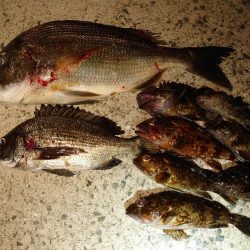 メバルは終わりかな?