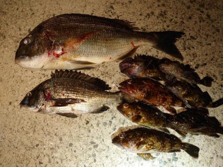 メバルは終わりかな?