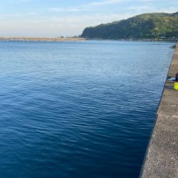 小さな青物回ってます