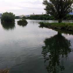 スモールマウス