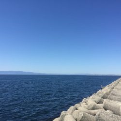 小サバに無視されガッシー