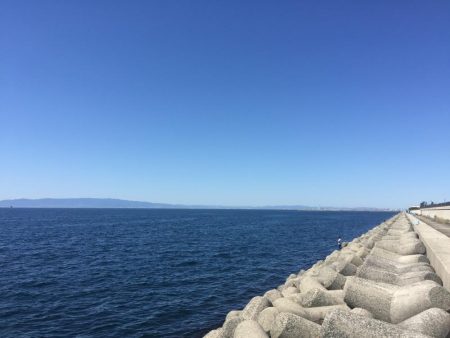 小サバに無視されガッシー