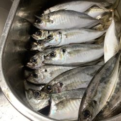 久しぶりの中アジ狙い