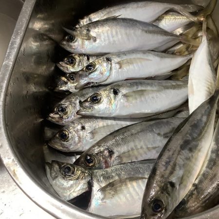 久しぶりの中アジ狙い