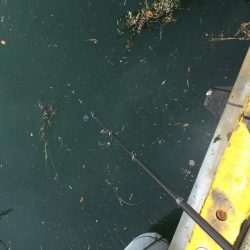 サビキアジ釣りサイズアップ