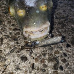 朝まずめシーバス+傷ついた外道