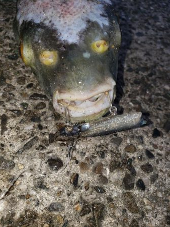 朝まずめシーバス+傷ついた外道