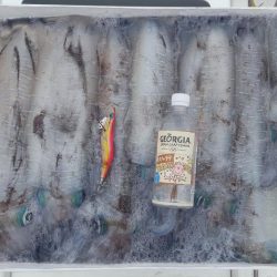 アオリイカあたり年