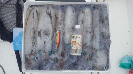 アオリイカあたり年