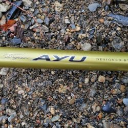 今年はよく追う