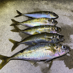 瀬戸内の島アジング（2020-9）