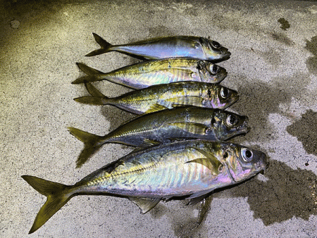 瀬戸内の島アジング（2020-9）