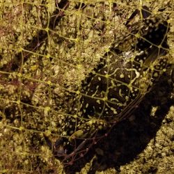 タコ狙い後、アジ、途中でカニ