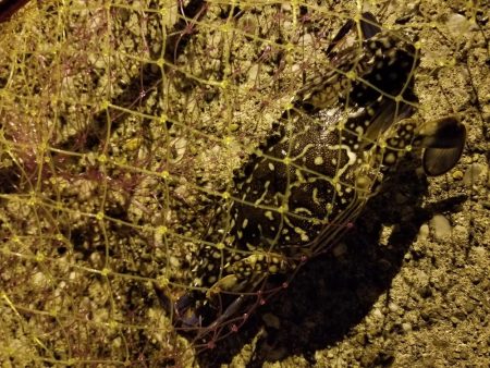 タコ狙い後、アジ、途中でカニ