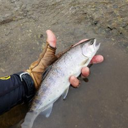 新しいネットに入魂