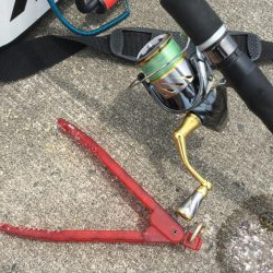 港内キスに豆アジ賑わってます