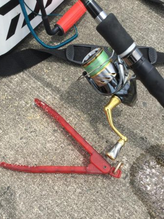 港内キスに豆アジ賑わってます