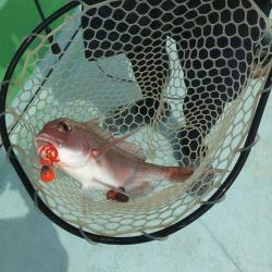 大里沖でタイラバ