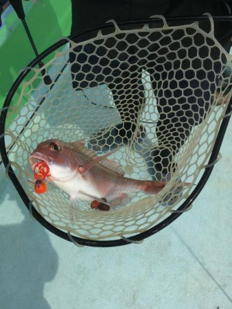 大里沖でタイラバ