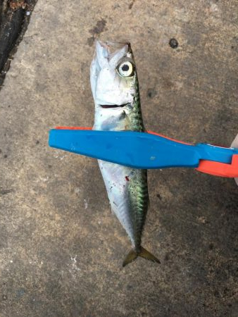 ファミリーフィッシング