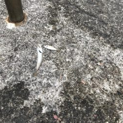 アジも皆既日食もしぶい