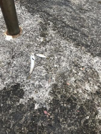 アジも皆既日食もしぶい