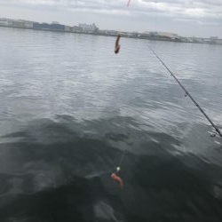 毎投あたりあり！ぶるぶる感が楽しいキス釣り。