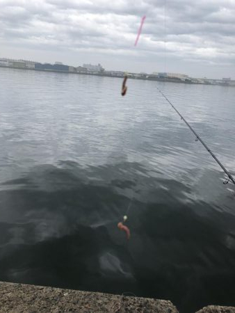 毎投あたりあり！ぶるぶる感が楽しいキス釣り。