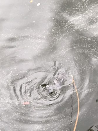 意外にものイガイで初ヒット