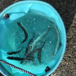 梅雨入りイワシ