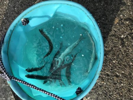 梅雨入りイワシ