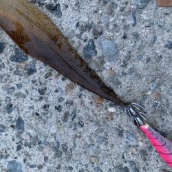 春烏賊終盤に2キロ越え