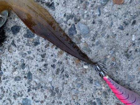 春烏賊終盤に2キロ越え