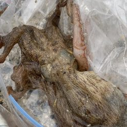 コロナ休み⇄釣り