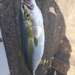 マダイ、青物、シーバス他