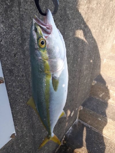 マダイ、青物、シーバス他