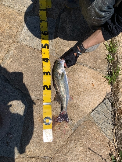 またしてもデイシーバス！