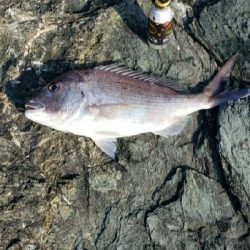 アオリイカ～！！