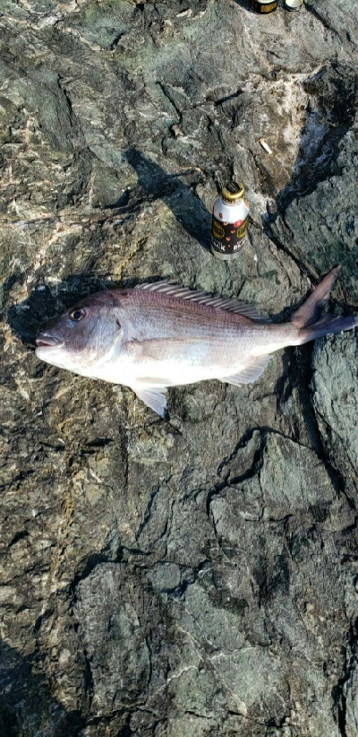 アオリイカ～！！