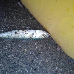 6/12夕方〜夜釣りの釣果