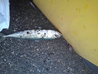 6/12夕方〜夜釣りの釣果