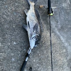 小鯖釣りが＼(^^)／