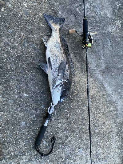 小鯖釣りが＼(^^)／