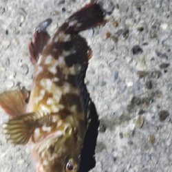 アジ探し~などなど