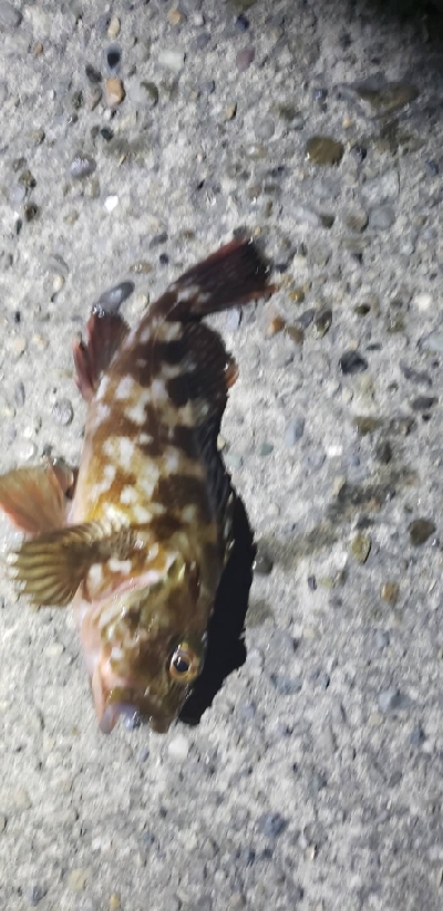 アジ探し~などなど