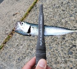 メバル、ネンブツダイ、ガシラ、サバ、アジ