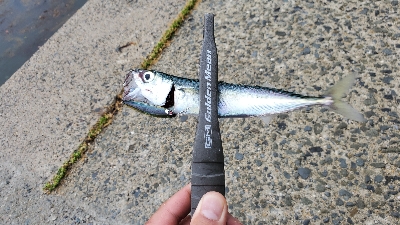 メバル、ネンブツダイ、ガシラ、サバ、アジ